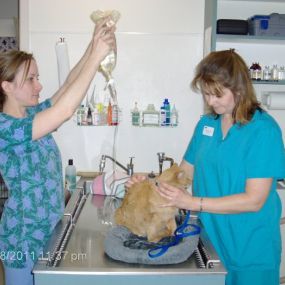 Bild von VCA Bal-Coeur Animal Hospital