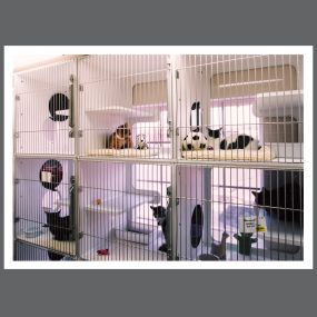 VCA Advanced Care Animal Hospital Cat Room