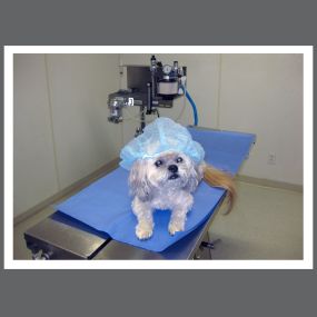 VCA Advanced Care Animal Hospital Surgery Room