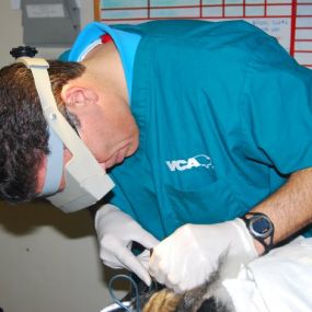 Bild von VCA Telge Road Animal Hospital