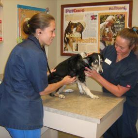 Bild von VCA Veterinary Hospital of Leon Springs