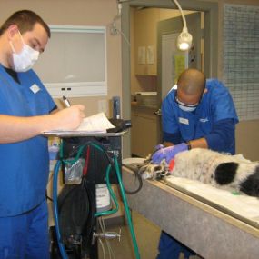 Bild von VCA Veterinary Hospital of Leon Springs