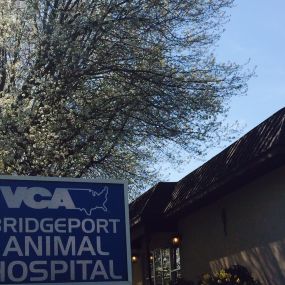 Welcome to VCA Bridgeport Animal Hospital!