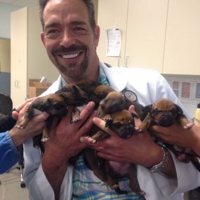 Dr. Dan Wareham at VCA Bridgeport Animal Hospital