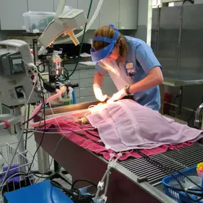 Bild von VCA Southwest Freeway Animal Hospital