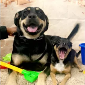 Bild von VCA Southwest Freeway Animal Hospital