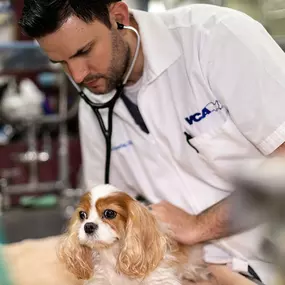 Bild von VCA Southwest Freeway Animal Hospital