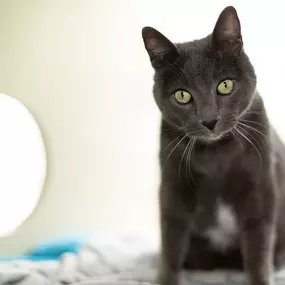 Bild von VCA Southwest Freeway Animal Hospital