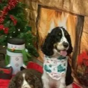 Bild von VCA Southwest Freeway Animal Hospital