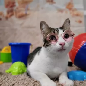 Bild von VCA Southwest Freeway Animal Hospital