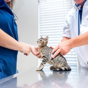 The caring and experienced team at VCA Henderson Pass Animal Hospital!