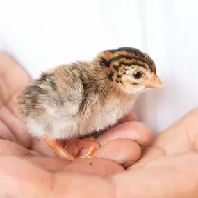 Bild von VCA Henderson Pass Animal Hospital