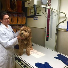 Bild von VCA Brown Animal Hospital