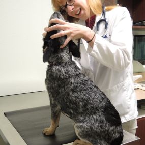 Dog Dental Exam at VCA East Mill Plain Animal Hospital