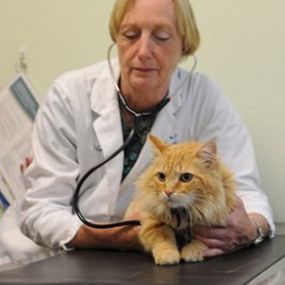 Cat Exam at VCA East Mill Plain Animal Hospital