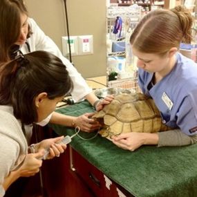 Tortoise Exam at VCA East Mill Plain Animal Hospital