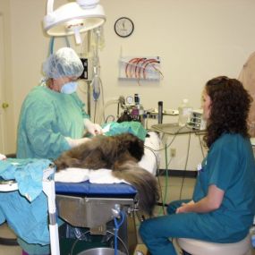 Bild von VCA Meadowdale Animal Hospital