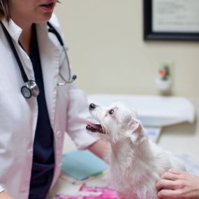 Bild von VCA Bellevue Veterinary Hospital