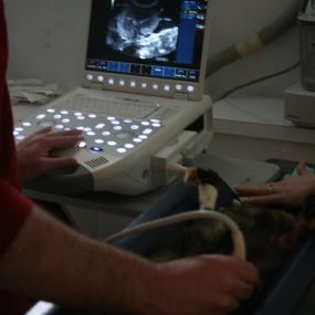 Bild von VCA Redwood Animal Hospital