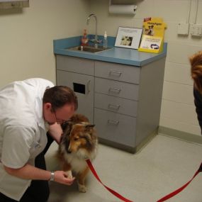 Bild von VCA Olympic Animal Hospital