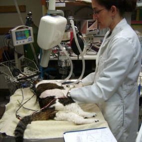 Bild von VCA Crown Hill Animal Hospital