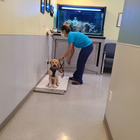 Bild von VCA Albemarle Veterinary Health Care Center