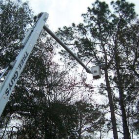 Bild von Tree Guys of St Augustine