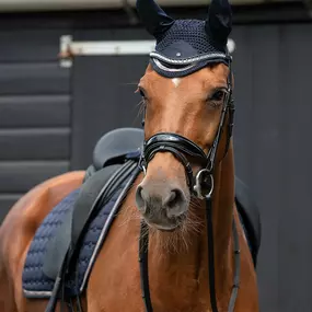 Bild von The Dressage Pony Store