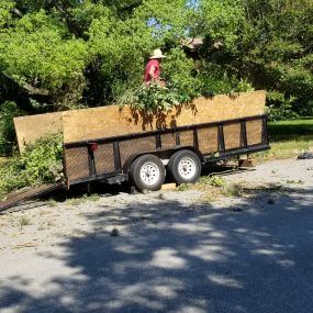 Tree Trimming