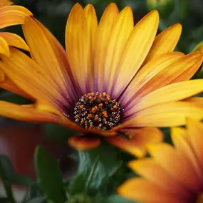 Bild von Blumen Eichenberger Oberrieden