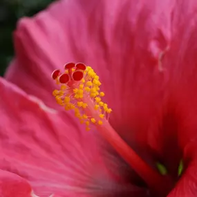 Bild von Blumen Eichenberger Oberrieden