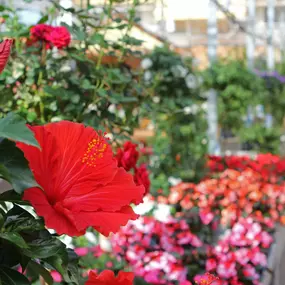 Bild von Blumen Eichenberger Oberrieden