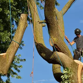 Bild von Johnson's Tree Care inc