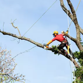 Bild von Johnson's Tree Care inc