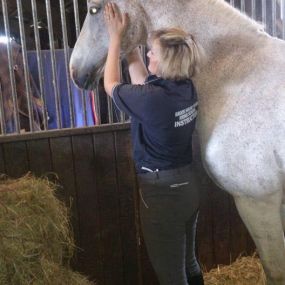 Bild von Wolds Equine Rehabilitation & Training