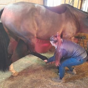 Bild von Wolds Equine Rehabilitation & Training