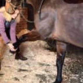 Bild von Wolds Equine Rehabilitation & Training