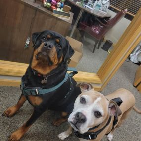 The pups are in the office to help out on calls today!