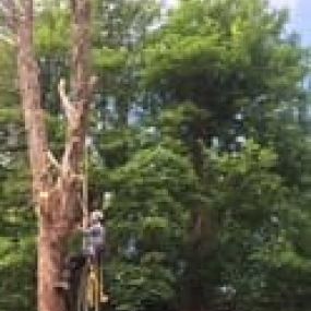 Bild von Zion Tree Care