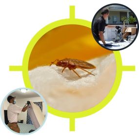 Bild von Innotech Pest Management