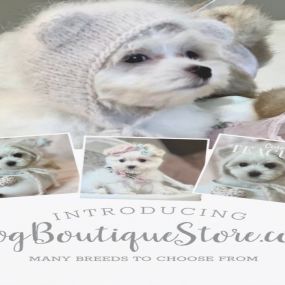Bild von Dog Boutique Store