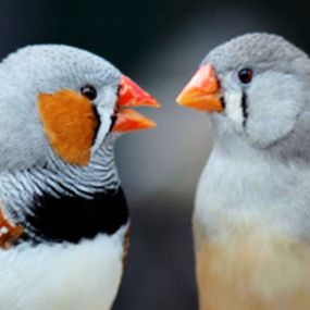 Dierenspeciaalzaak KARMAN