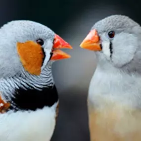 Dierenspeciaalzaak KARMAN