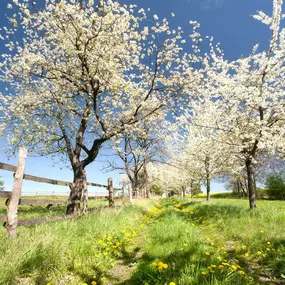 Bild von Gartenunterhalt Eisenberg GmbH