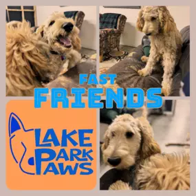 Bild von Lake Park Paws