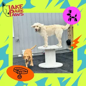 Bild von Lake Park Paws