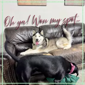 Bild von Lake Park Paws
