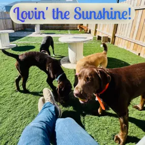 Bild von Lake Park Paws