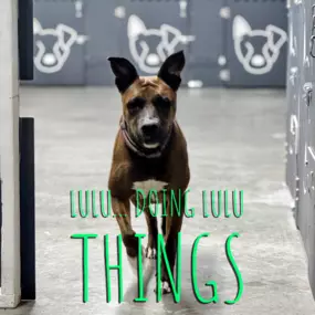 Bild von Lake Park Paws