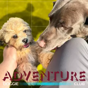 Bild von Lake Park Paws
